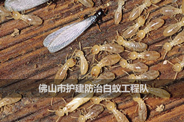如何消滅白蟻？